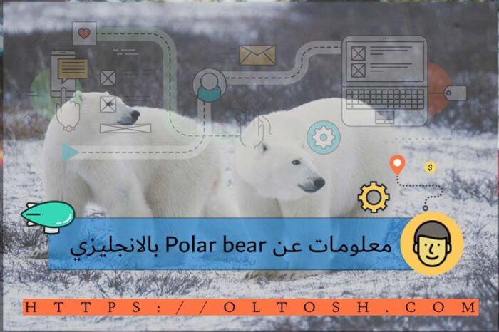 معلومات عن Polar bear بالانجليزي