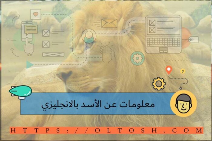 معلومات عن The Lion بالانجليزي