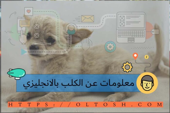 معلومات عن Dog بالانجليزي