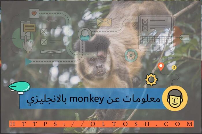 معلومات عن monkey بالانجليزي