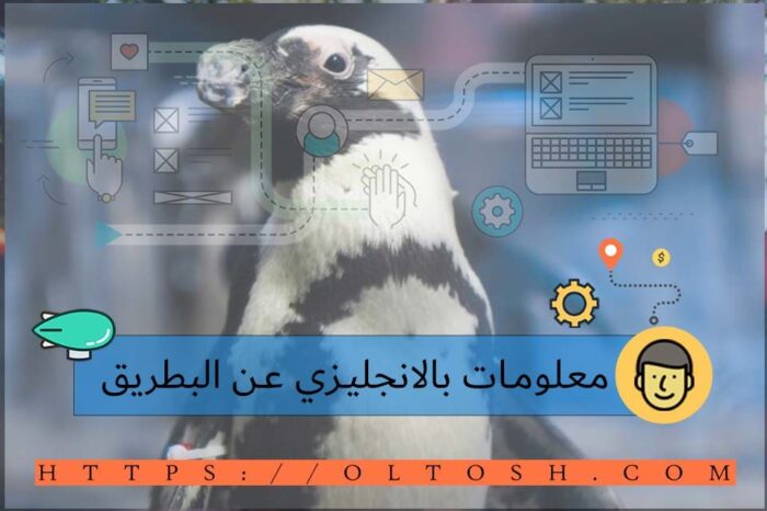 معلومات بالانجليزي عن البطريق