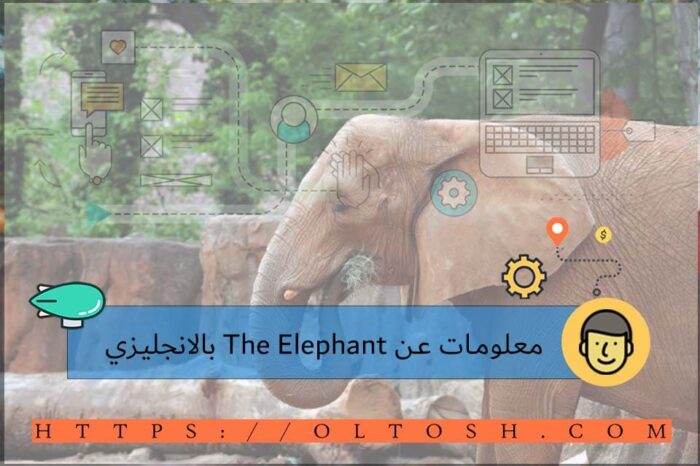 معلومات عن The Elephant بالانجليزي