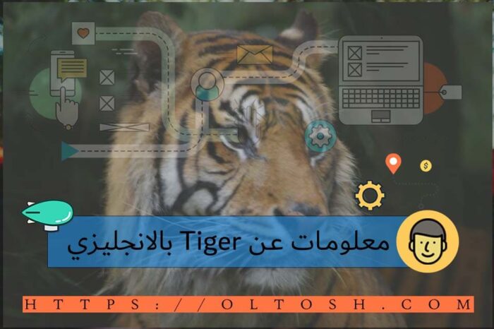 معلومات عن Tiger بالانجليزي