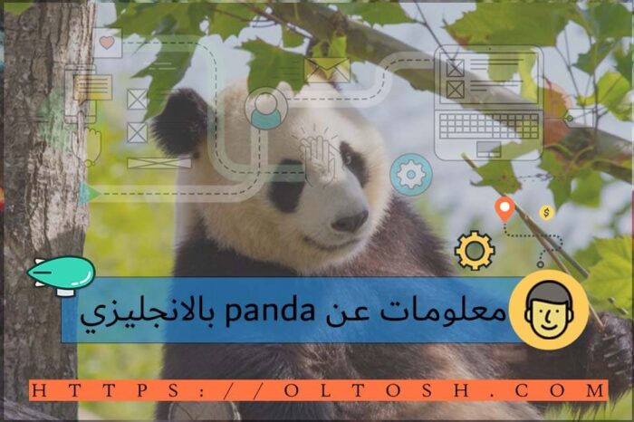 معلومات عن panda بالانجليزي